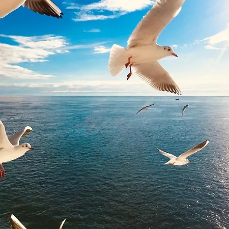 The Island Life Texel