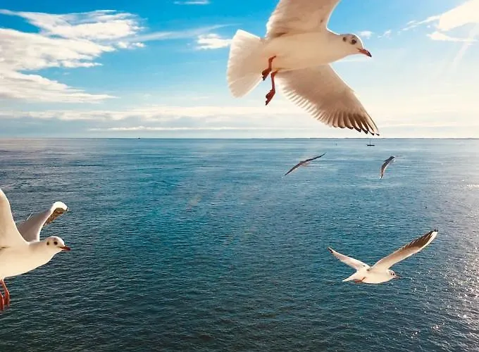 The Island Life Texel